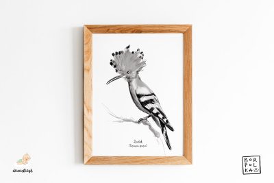 narysowany dudek – artystyczny plakat