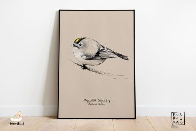 narysowany mysikrólik zwyczajny – artystyczny plakat